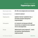 Мята Персиковая (срезы/5шт) — параметры сорта