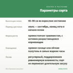 Мята Персиковая (срезы/5шт) — параметры сорта