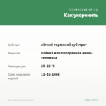 Мята Персиковая (срезы/5шт) — как укоренить черенок