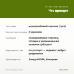 Мята Пина Колада (срез/5шт) — что приедет