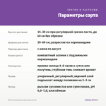 Мята полковника Кентукки (0,1л) — параметры сорта