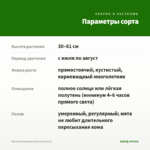 Мята полковника Кентукки (0,1л) — параметры сорта