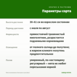 Мята полковника Кентукки (срез/5шт) — параметры сорта