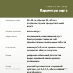 Мята После восьми (0,1л) — параметры сорта