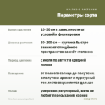 Мята После восьми (срез/5шт) — параметры сорта