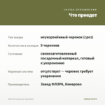 Мята После восьми (срез/5шт) — что приедет