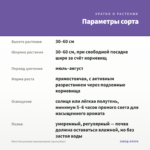 Мята Посульская линалоольная (срезы/5шт) — параметры сорта