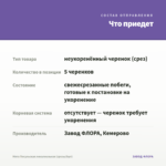 Мята Посульская линалоольная (срезы/5шт) — что приедет