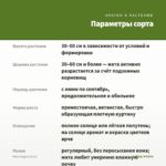 Мята Радуга (0,1л) — параметры сорта