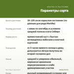 Мята Радуга (срезы/5шт) — параметры сорта