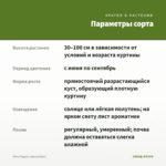 Мята Радуга (срезы/5шт) — параметры сорта