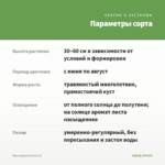 Мята Шарлотка (0,1л) — параметры сорта