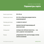 Мята Шарлотка (срезы/5шт) — параметры сорта