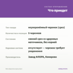 Мята Шарлотка (срезы/5шт) — что приедет
