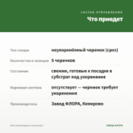 Мята Шоколадная (срезы/5шт) — что приедет