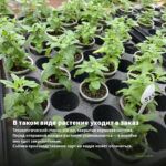 Мята Шоколадный Минт (0,1л) — в таком виде растение уходит в заказ