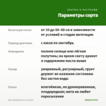 Мята Швейцарская (срез/5шт) — параметры сорта