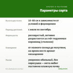 Мята Швейцарская (срез/5шт) — параметры сорта
