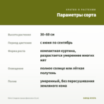 Мята Сладкая груша Джессики (0,1л) — параметры сорта