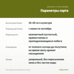 Мята Сладкая груша Джессики (срез/5шт) — параметры сорта