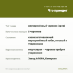 Мята Сладкая груша Джессики (срез/5шт) — что приедет