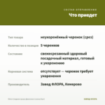 Мята Сладкая груша Джессики (срезы/5шт) — что приедет