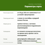 Мята Spirmint (срезы/5шт) — параметры сорта
