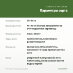 Мята Сванетис Мцванеби (срезы/5шт) — параметры сорта