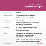 Мята Ташкент (0,1л) — параметры сорта