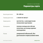 Мята Ташкент (срез/5шт) — параметры сорта
