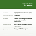 Мята Ташкент (срез/5шт) — что приедет