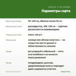 Мята Ташкент (срез/5шт) — параметры сорта