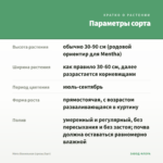 Мята Ванильная (срезы/5шт) — параметры сорта
