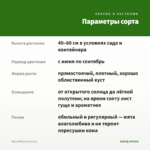 Мята Яблочная (0,1л) — параметры сорта