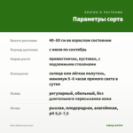 Мята Яблочная (0,1л) — параметры сорта