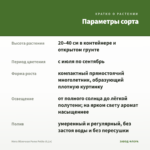 Мята Яблочная Pomo Petite (0,1л) — параметры сорта