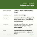 Мята Яблочная Pomo Petite (срезы/5шт) — параметры сорта