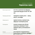Мята Яблочная Pomo Petite (срезы/5шт) — параметры сорта