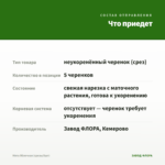 Мята Яблочная (срезы/5шт) — что приедет