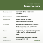 Мята Янтарная (0,1л) — параметры сорта