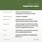 Мята Янтарная (0,1л) — параметры сорта