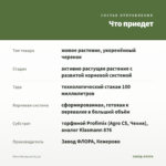 Мята Янтарная (0,1л) — что приедет