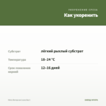 Мята Янтарная (срез/5шт) — как укоренить черенок
