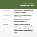 Мята Янтарная (срез/5шт) — параметры сорта