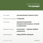 Мята Янтарная (срез/5шт) — что приедет