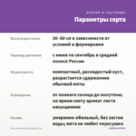 Мята Земляника Гранд (0,1л) — параметры сорта