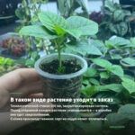 Мята Земляника Гранд (0,1л) — в таком виде растение уходит в заказ
