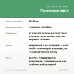 Мята Земляника Гранд (срезы/5шт) — параметры сорта
