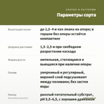 Мюленбекия (срез/3шт) — параметры сорта