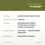 Мюленбекия (срез/3шт) — что приедет